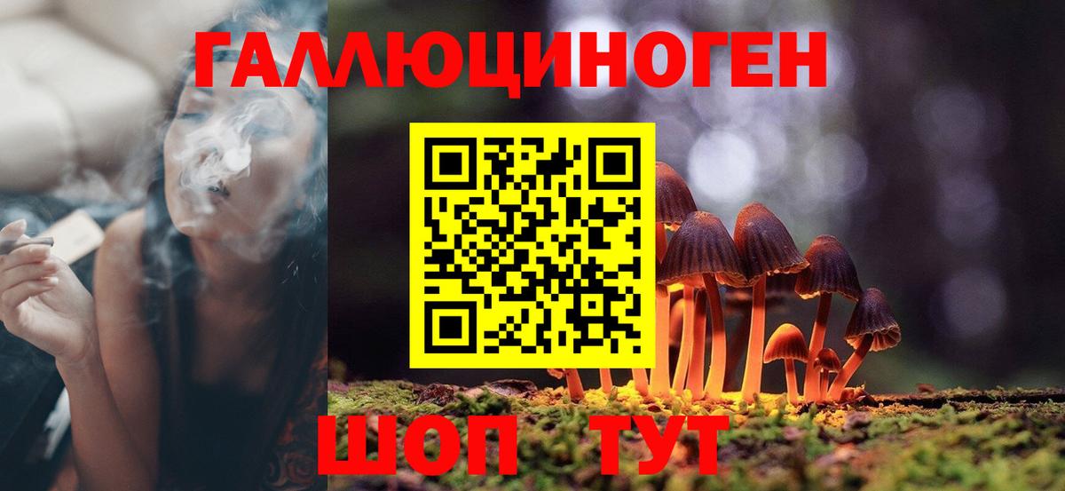 Псилоцибиновые грибы Psilocybine cubensis Старая Купавна